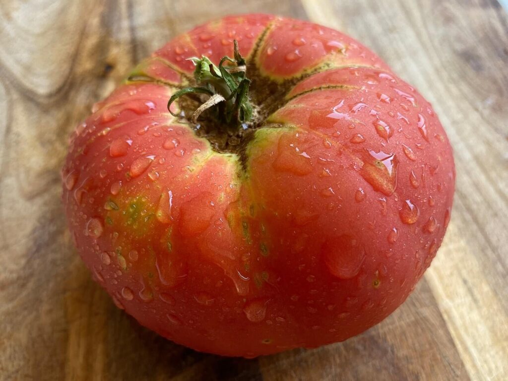 Brandywine heirloom tomato