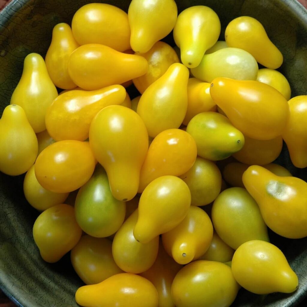 Yellow pear heirloom tomato