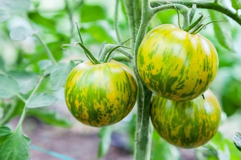 Green Zebra Heirloom Tomatoes