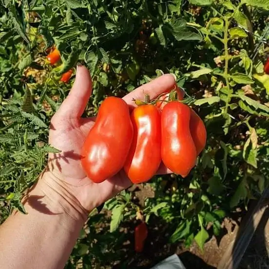 San Marzano Heirloom Tomatoes